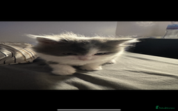 Mixed Breed cats for sale: Kittens - Image 2