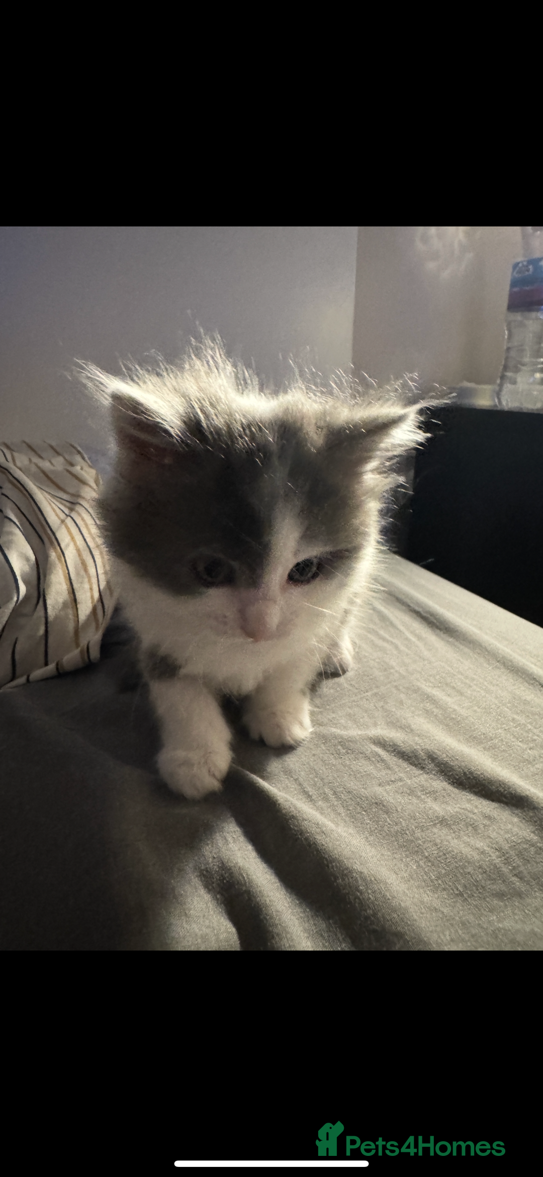 Mixed Breed cats for sale: Kittens - Image 2