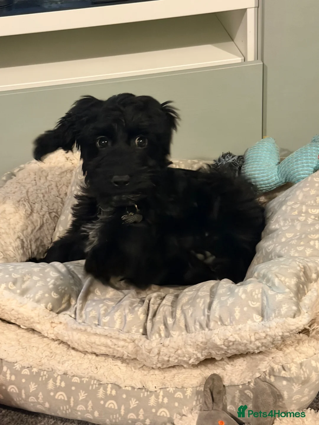 Sprocker dogs for sale: Puppy for sale in Rochester - Advert 2