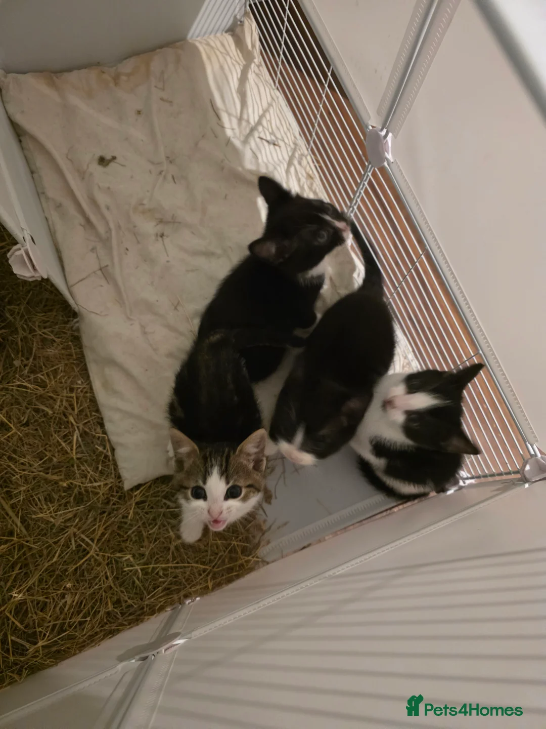 Mixed Breed cats for sale: Mixed bread  in Birmingham - Advert 1