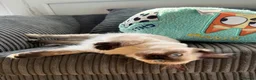 Ragdoll cats for sale: Female Ragdoll Kitten 7months  - Advert 4