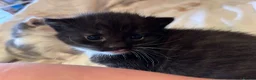 British Shorthair cats for sale: Adorable Kittens Looking for Loving Homes in Macclesfield - Advert 5