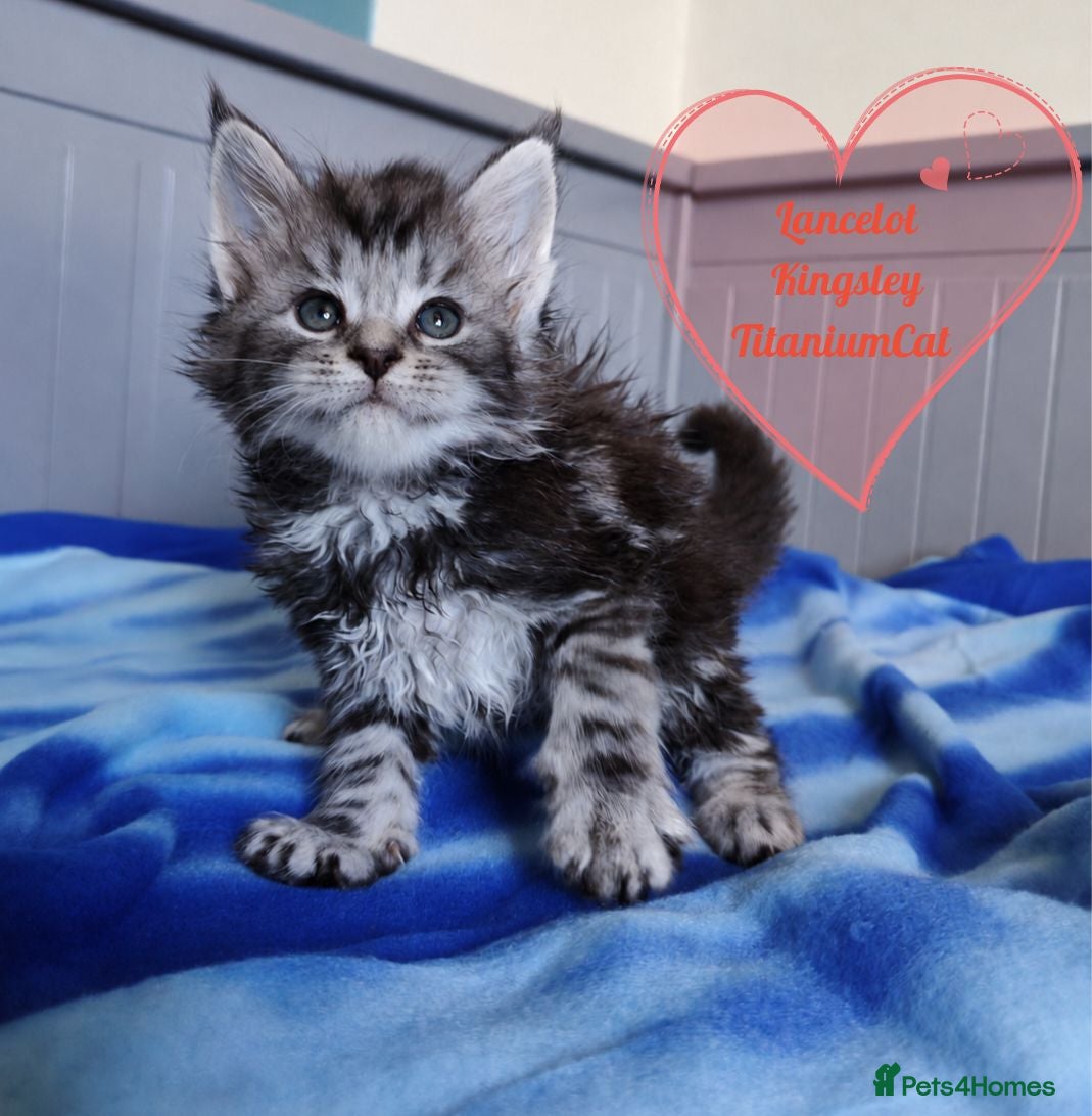 Maine Coon cats Meet Our Beautiful Maine Coon Kittens 😍😍😍  - Advert 2