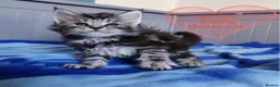 Maine Coon cats for sale: Meet Our Beautiful Maine Coon Kittens 😍😍😍  - Advert 2