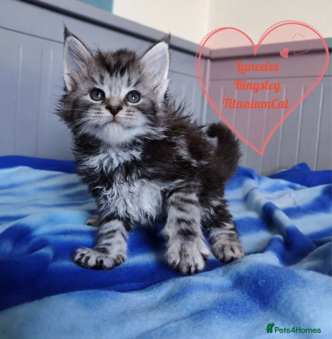 Maine Coon cats for sale: Meet Our Beautiful Maine Coon Kittens 😍😍😍  - Advert 2