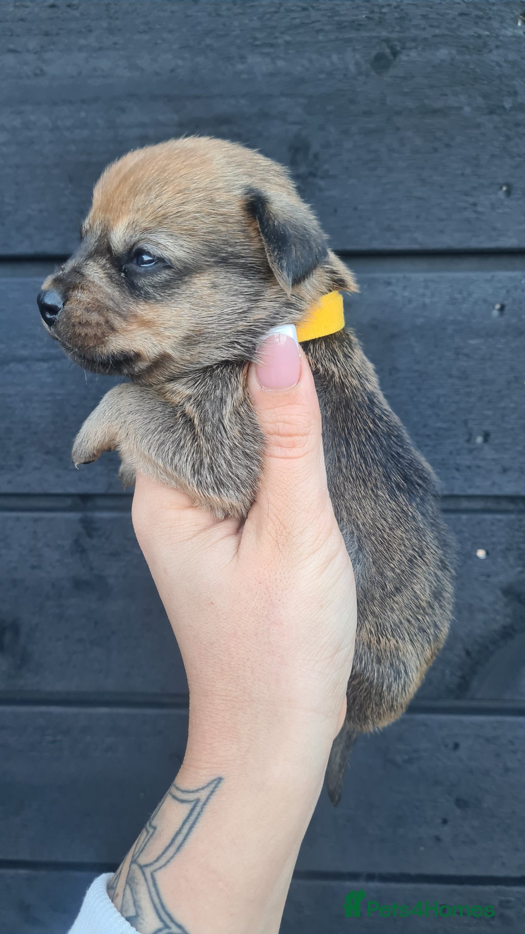 Mixed Breed dogs for sale: Patterjack x daxies pups available  - Advert 11