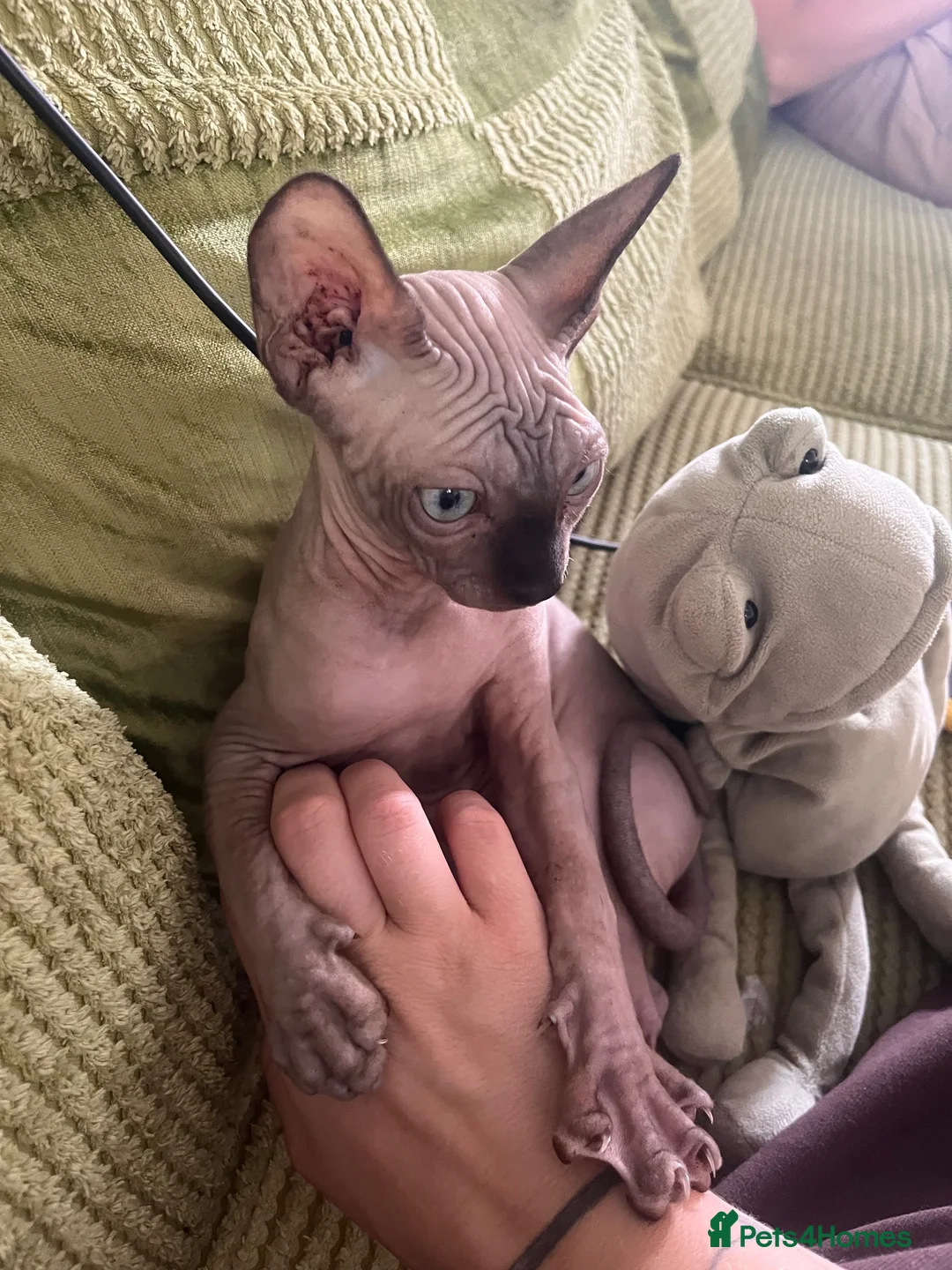 Sphynx cats for sale: Male sphynx - Advert 1