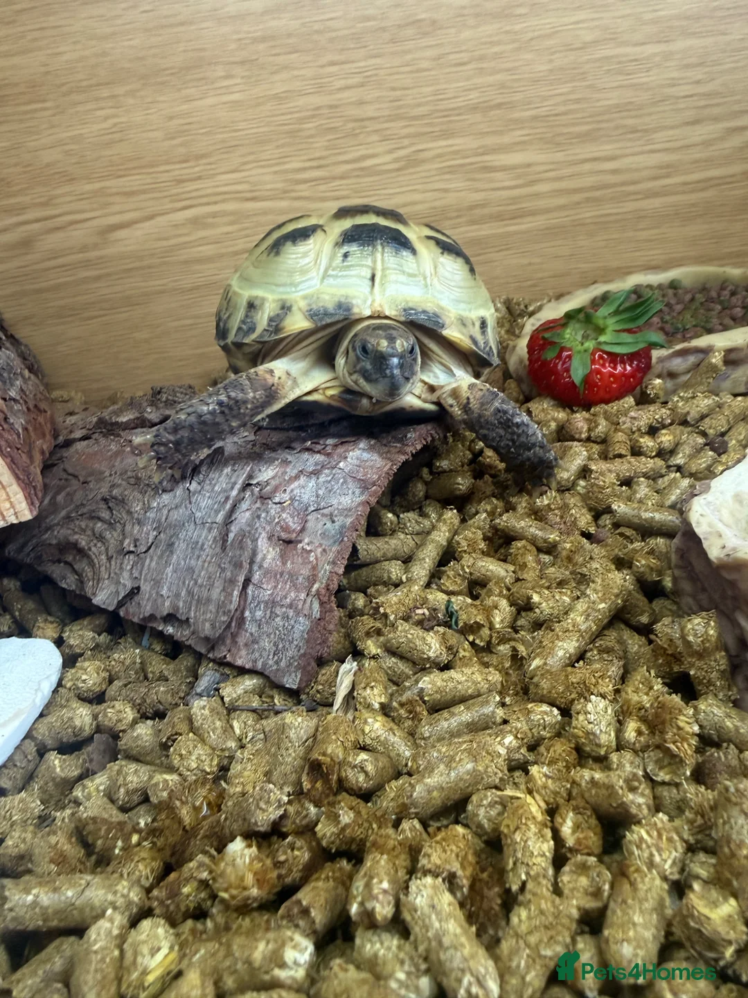 Tortoise reptiles for sale: Horsefield Tortoise - Advert 1
