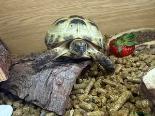 Tortoise reptiles Horsefield Tortoise - Advert 1