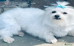 Maltese dogs for stud: Well proven, Kc registered Maltese for stud. in Northampton - Image 6