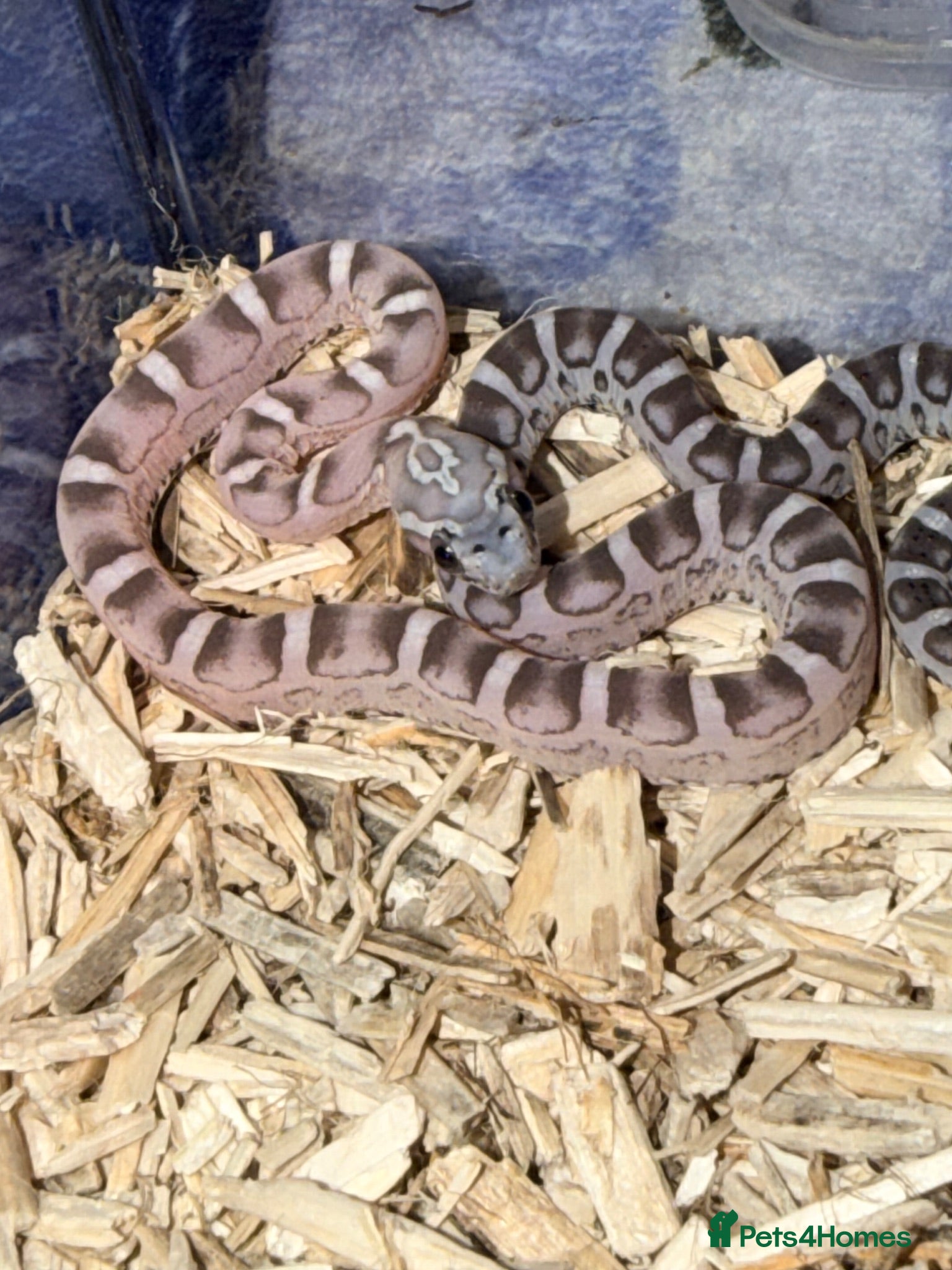Corn Snake reptiles Scaleless anerys and anery cornsnakes  - Advert 4