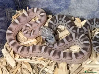 Corn Snake reptiles Scaleless anerys and anery cornsnakes - Advert 4