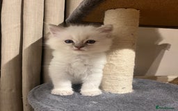 Ragdoll cats for sale: Male  - Advert 5