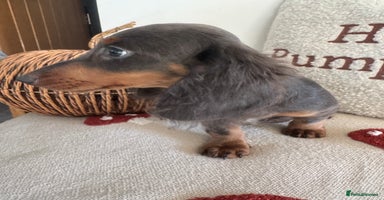 Miniature Dachshund dogs - Advert 12