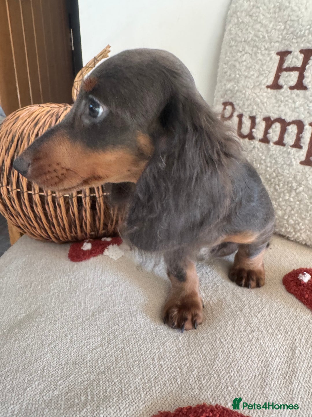 Miniature Dachshund dogs for sale: Miniature dachshund puppies  - Image 2