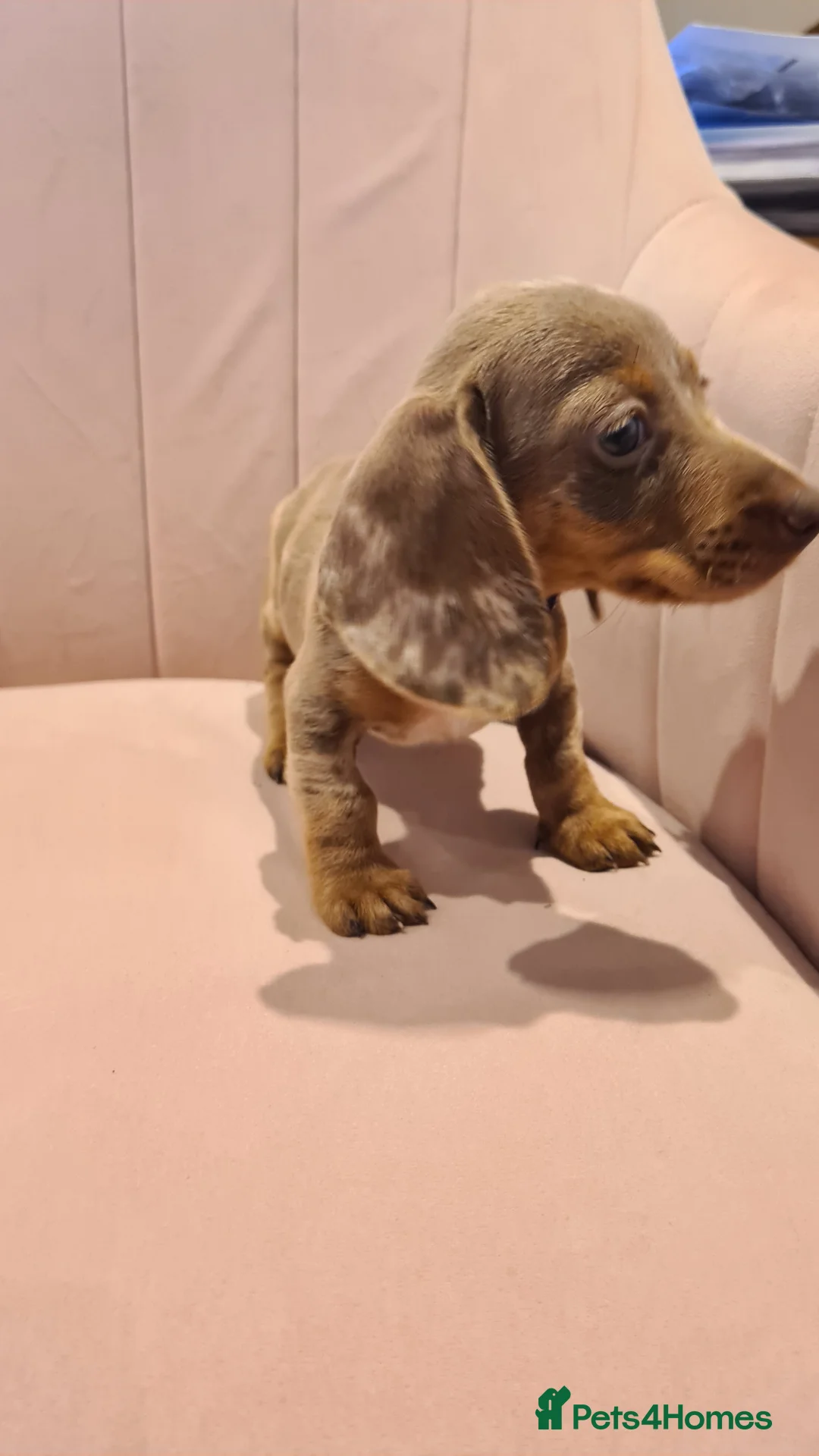 Miniature Dachshund dogs for sale: Lilac dapple daxies ready soon 3 girls 2 boys left - Advert 10