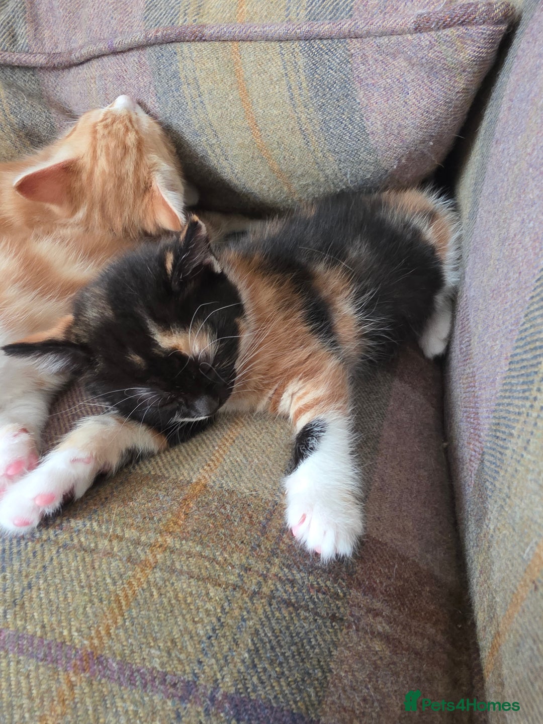 Mixed Breed cats for sale: 3 gorgeous kittens - Image 4