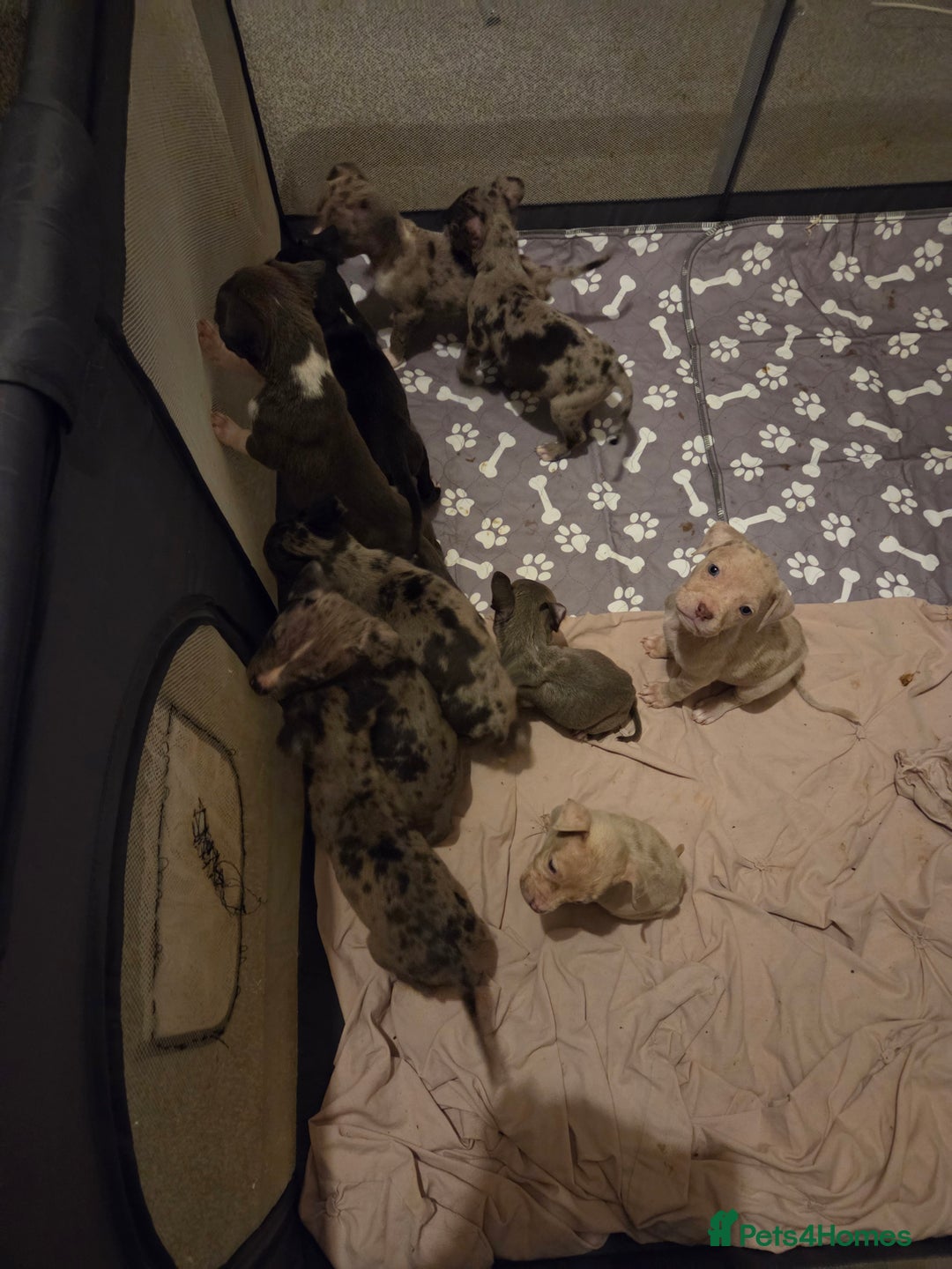 Mixed Breed dogs for sale: Puppies - Image 5