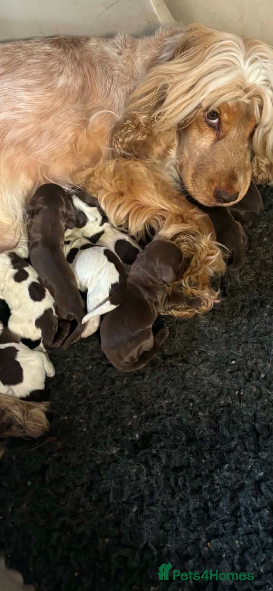 Cocker Spaniel dogs Cocker spaniel  - Advert 1