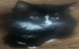 Mixed Breed cats for sale: Beautiful long haired kittens - Image 1