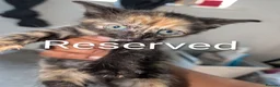 Mixed Breed cats for sale: Kittens Ready for Their Forever Homes! 🐱 - Advert 11