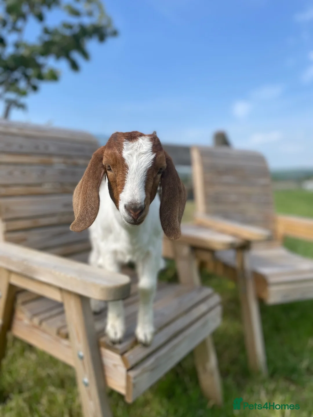 Goats livestock for sale: Pure Boer goat kids  in Bridport - Advert 1