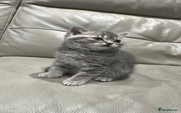 British Shorthair cats for sale: British Shorthair Kittens - Image 5