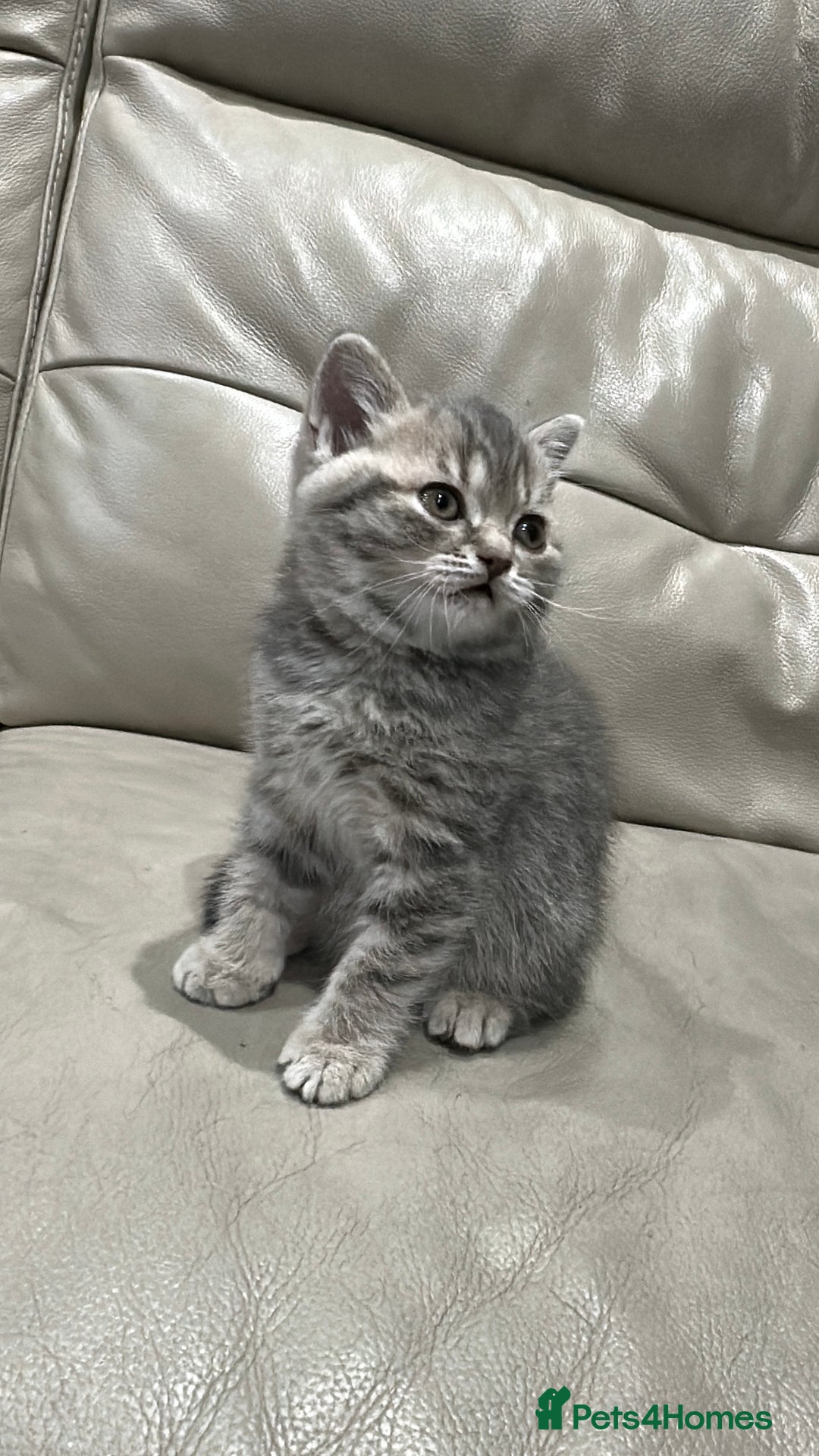 British Shorthair cats for sale: British Shorthair Kittens - Image 5