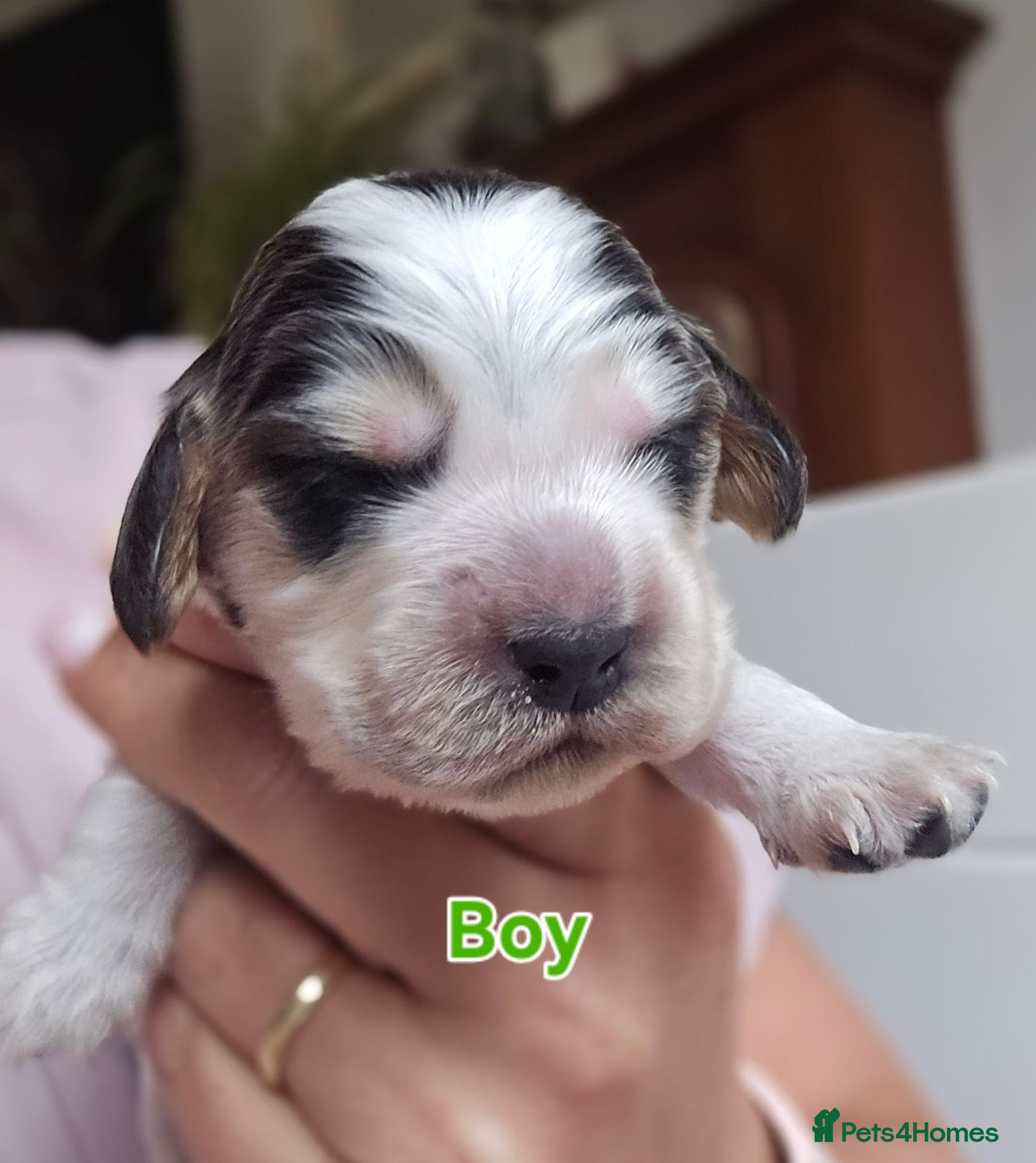 Cocker Spaniel dogs KC Reg Show Cocker Spaniel Sable Puppies - Advert 1