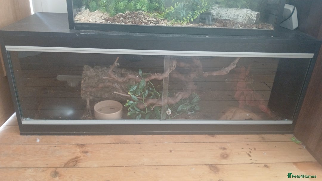 Python Snake reptiles for sale: Royal Python - low pied morph and vivarium - Image 3