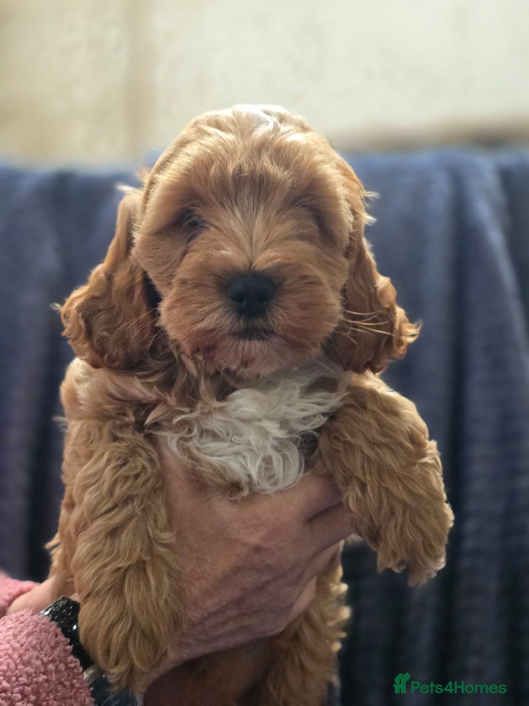 Cockapoo dogs for sale: Toy cockapoo pups - Image 4