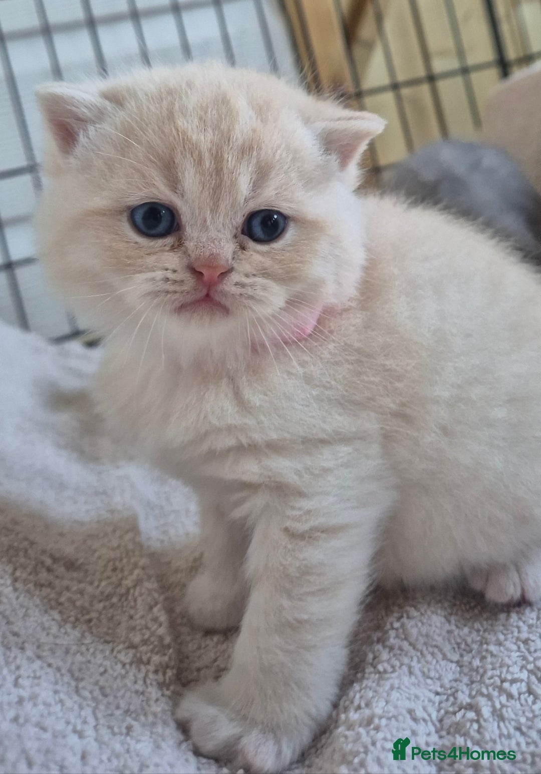 Mixed Breed cats for sale: Persian x british short hair - Advert 9