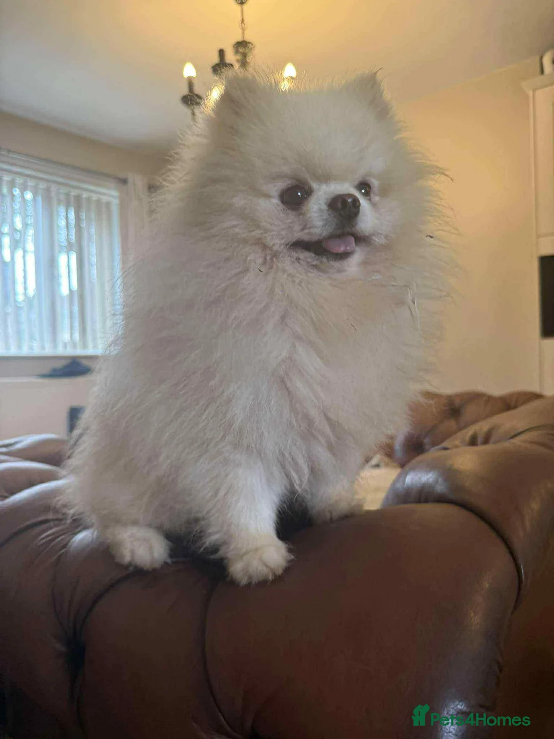 Pomeranian dogs for stud: our stunning white boy  in Doncaster - Advert 3