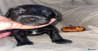 Cockapoo dogs - Advert 3