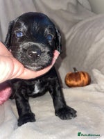 Cockapoo dogs - Advert 3