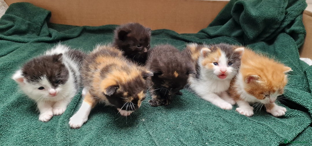Mixed Breed cats for sale: Gorgeous Turtle Ginger Black Fluffy Kittens  - Image 11