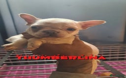 French Bulldog dogs for sale: ✨ Enchanted Frenchie Puppies Ready Now! ✨ - Advert 4