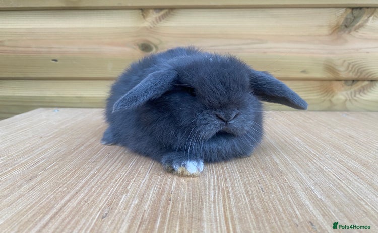 Mini Lop rabbits - Advert 4