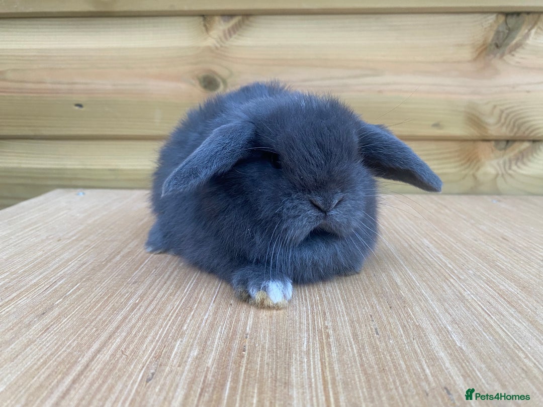 Mini Lop rabbits for sale: Mini lops  - Image 1