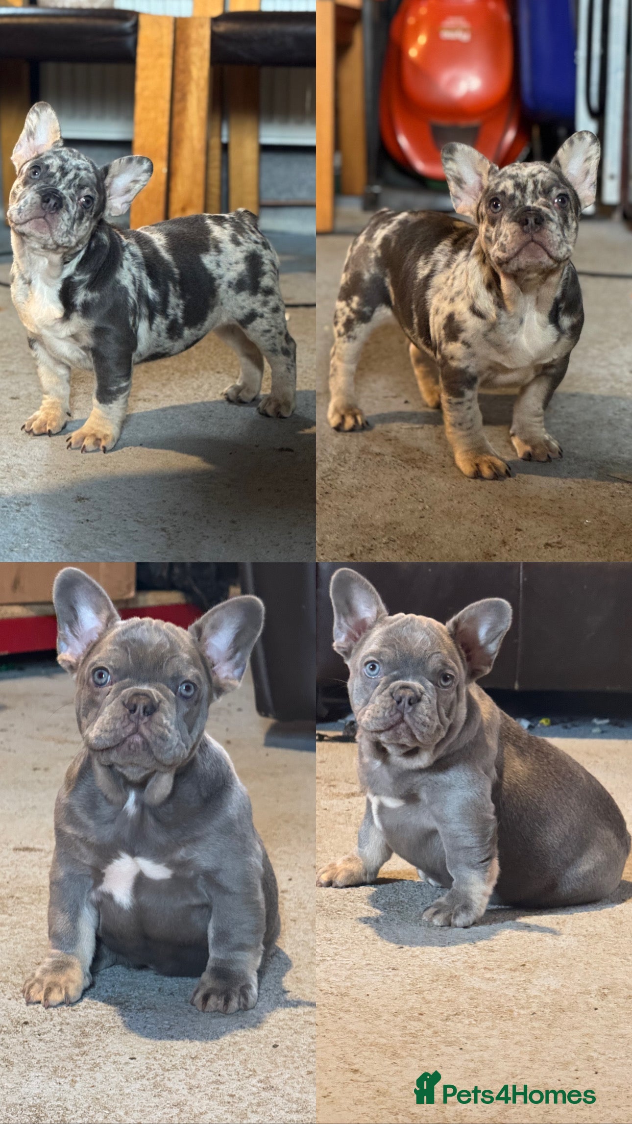 French Bulldog dogs Last 3 Unique French bulldog pups - Advert 2