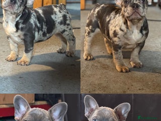 French Bulldog dogs Last 3 Unique French bulldog pups - Advert 6