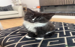 Ragdoll cats for sale: Stunning part ragdoll kittens - Image 17
