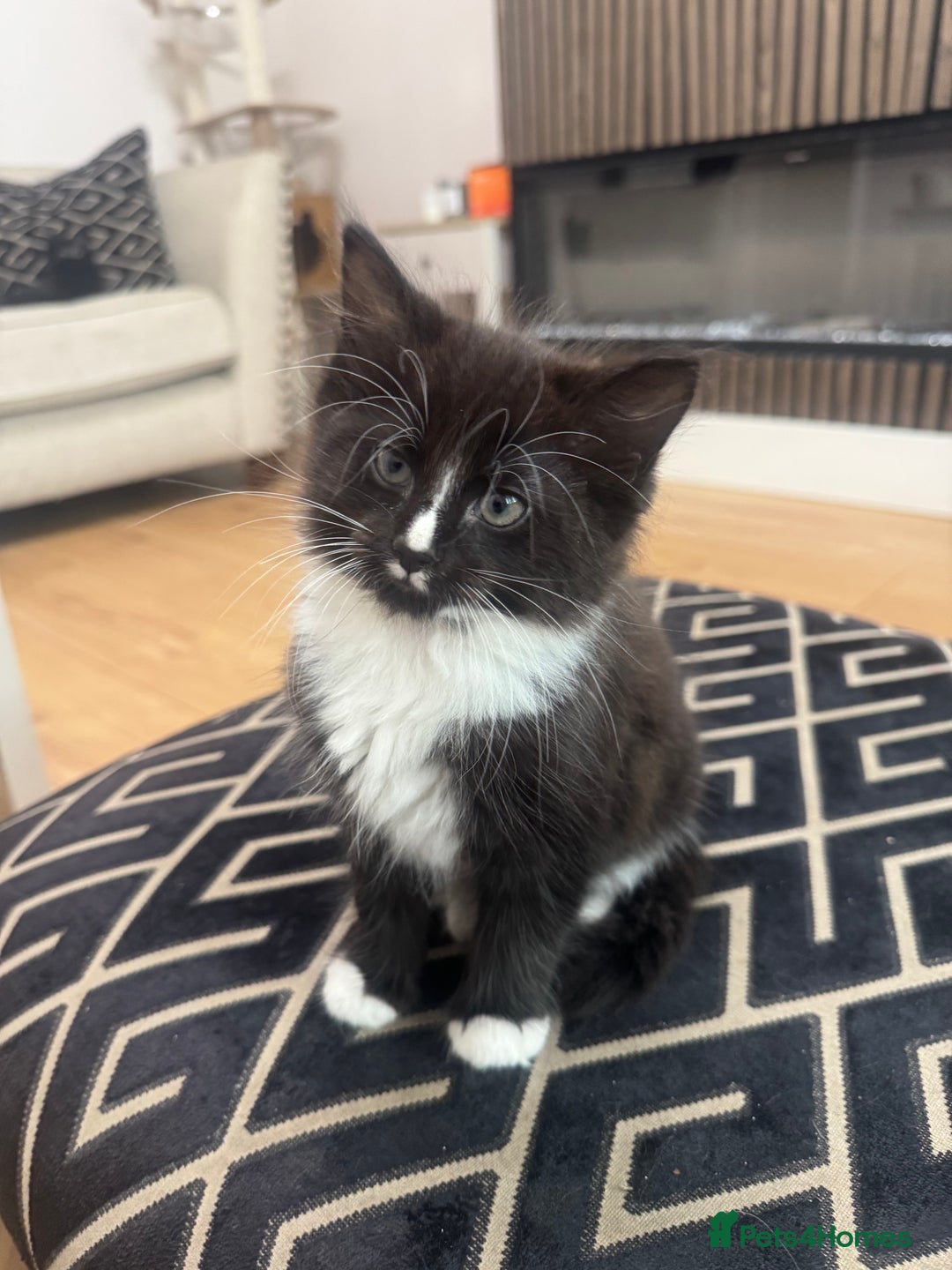 Ragdoll cats for sale: Stunning part ragdoll kittens - Image 17