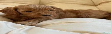 Labradoodle 5