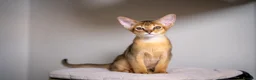 Abyssinian cats for sale: Caspian Boy - elegant, unique champion line🥇 - Advert 3
