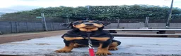 Rottweiler dogs for sale: Rottweiler Puppies Non KC Registered Litter in Gaerwen - Advert 4