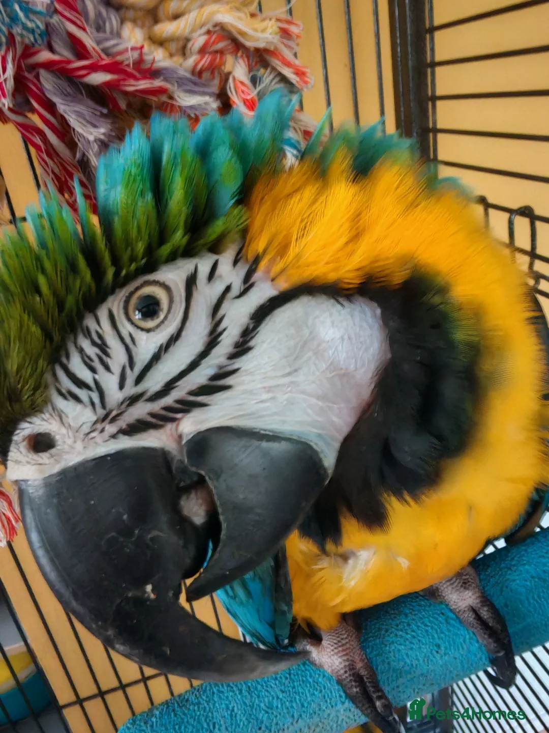 Macaws birds for sale: Blue & Gold Macaw – Mango (9 Years Old) - Advert 2