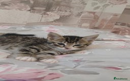 Mixed Breed cats for sale: kittens  - Image 5