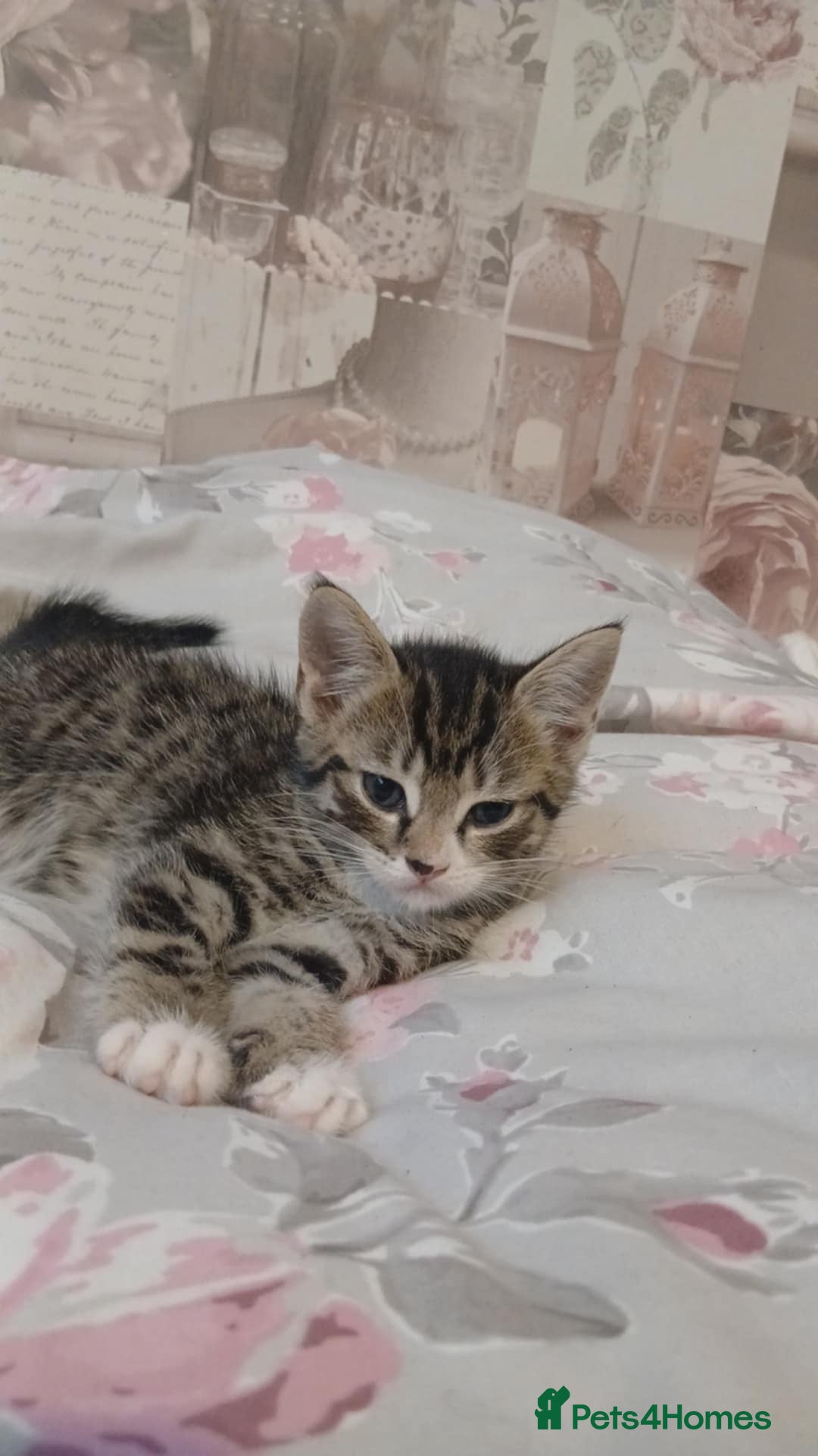 Mixed Breed cats for sale: kittens  - Image 5