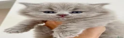 British Longhair cats for sale: Stunning lilac longhair British shorthair kittens. - Advert 11